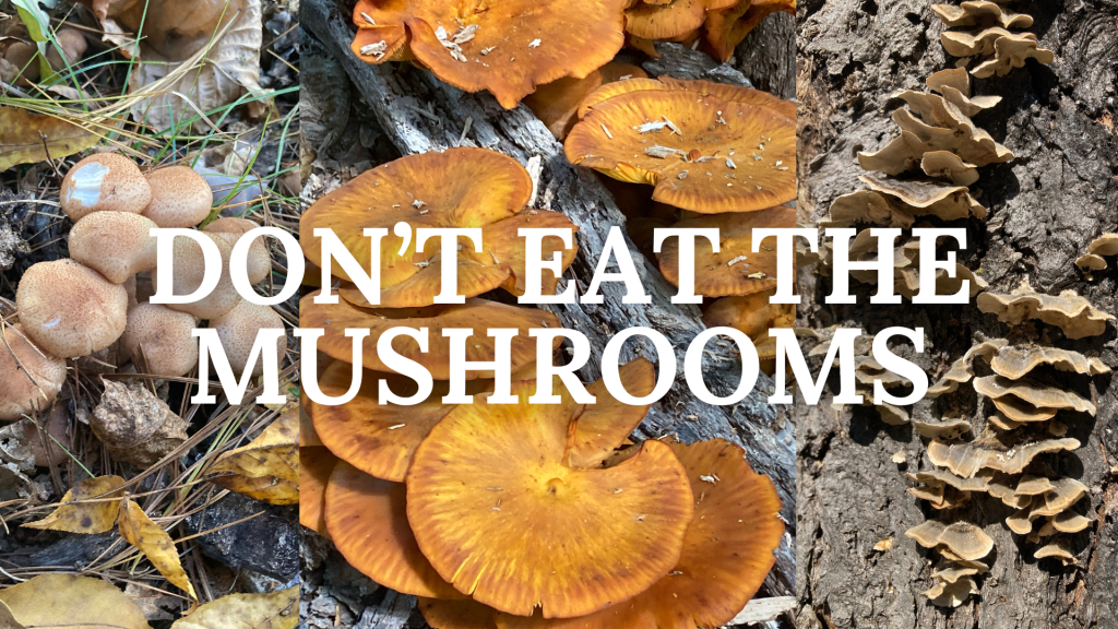 Don’t Eat the Mushrooms in Blackwood&nbsp;Forest